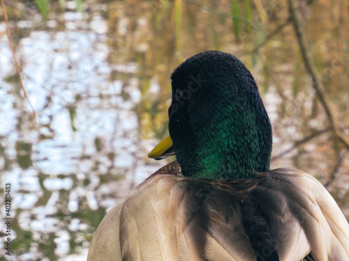 Drake head shot from close behind.