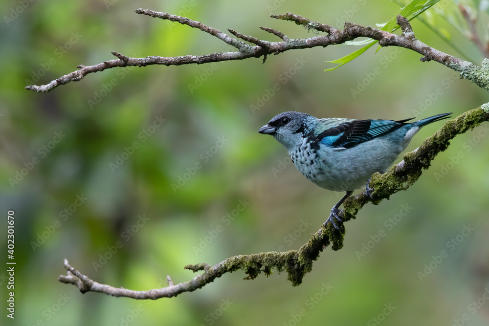 Azure-rumped Tanager, Poecilostreptus cabanisi