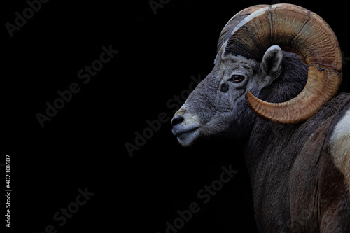 Obraz na płótnie Bighorn sheep