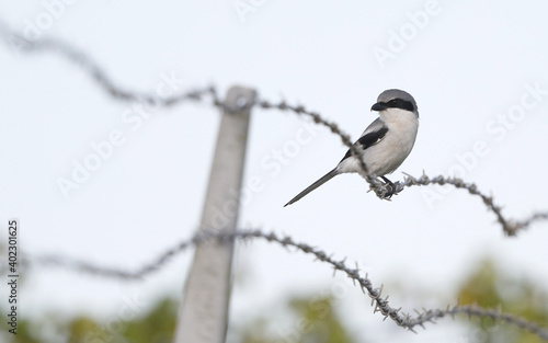 Loggerhead Shrike, Lanius ludovicianus © AGAMI