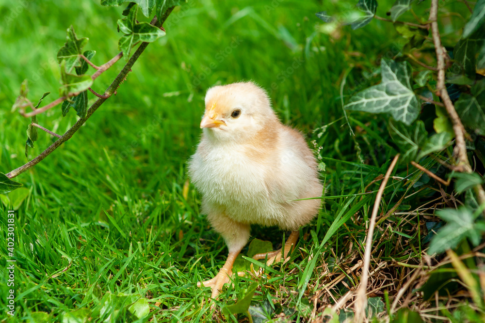 chicken in the grass. Yellow baby chick on meadow