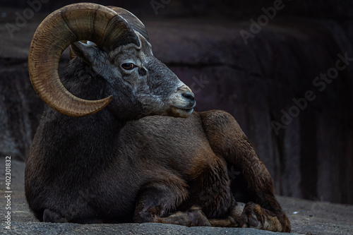 Canvas Print Bighorn sheep