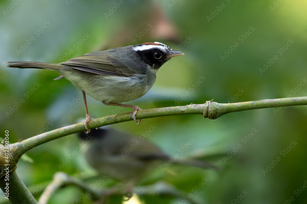 Naklejka premium Black-cheeked Warbler, Basileuterus melanogenys