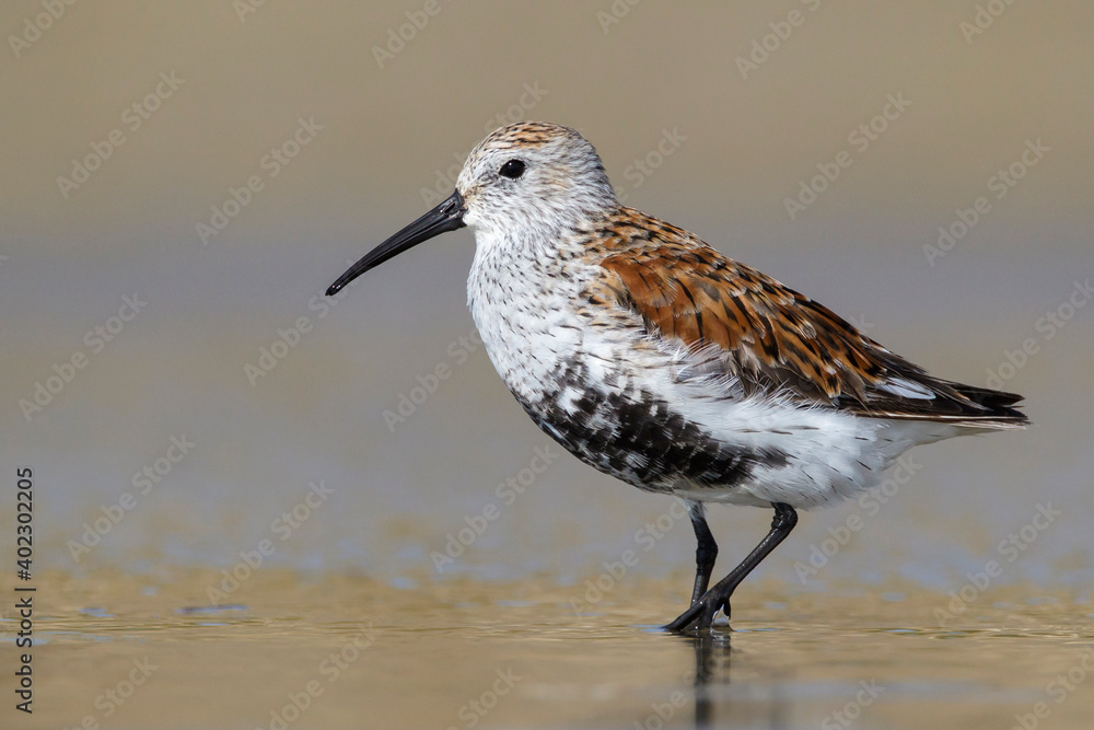 American Dunlin, Calidris alpina pacifica/hudsonia American Dunlin, Calidris alpina pacifica/hudsonia