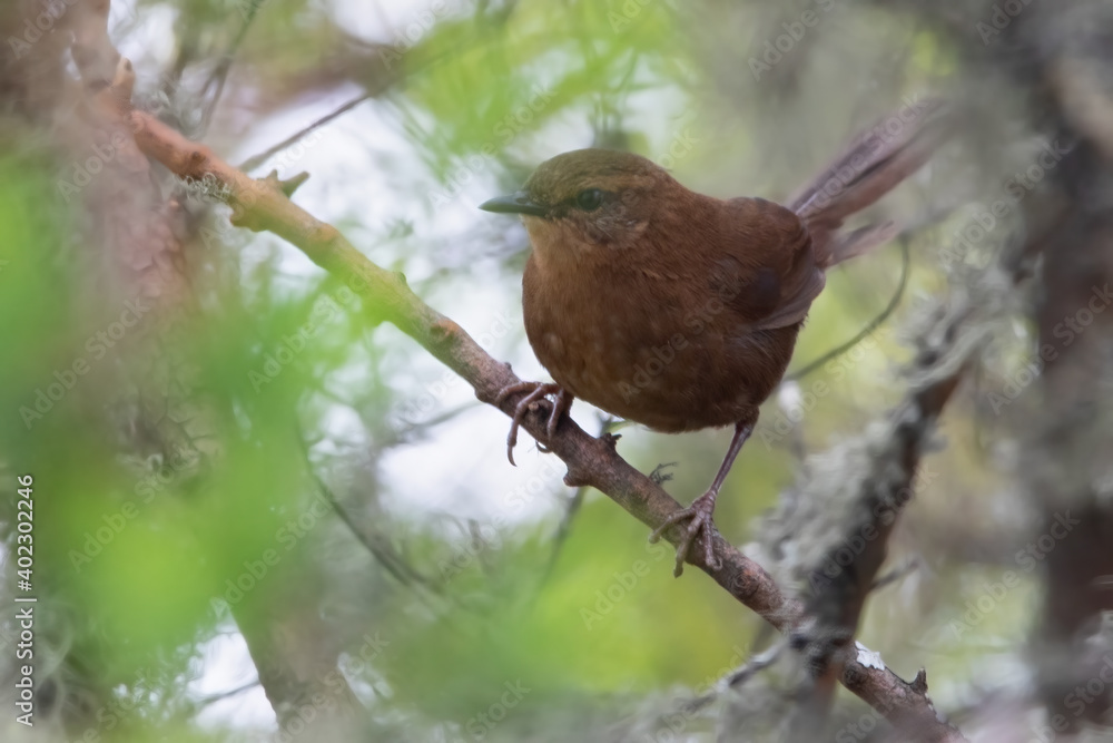 Fototapeta premium Evergreen forest Warbler, Bradypterus lopezi