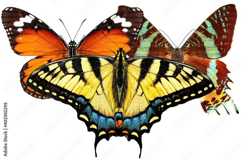 Exotic butterflies isolated on white. Common yellow swallowtail, Papilio machaon. Danaus chrysippus, Plain tiger or African monarch.  Madagascan sunset moth, Chrysiridia rhipheus. Isolated on white