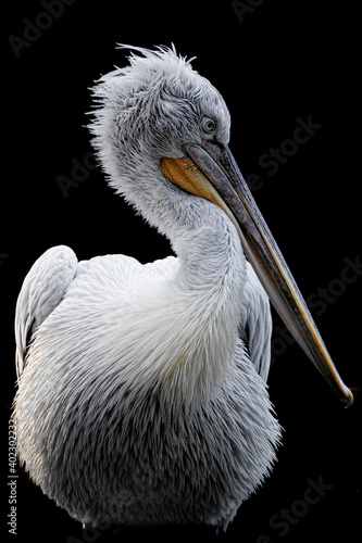 Obraz na płótnie Pelican