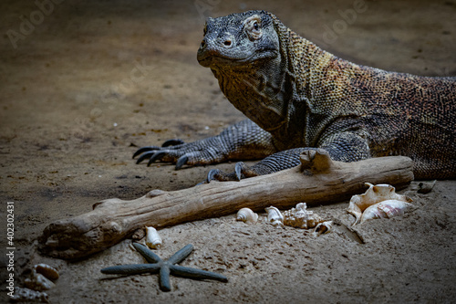 Obraz na płótnie Comodo lizard