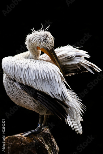 Plakat Pelican