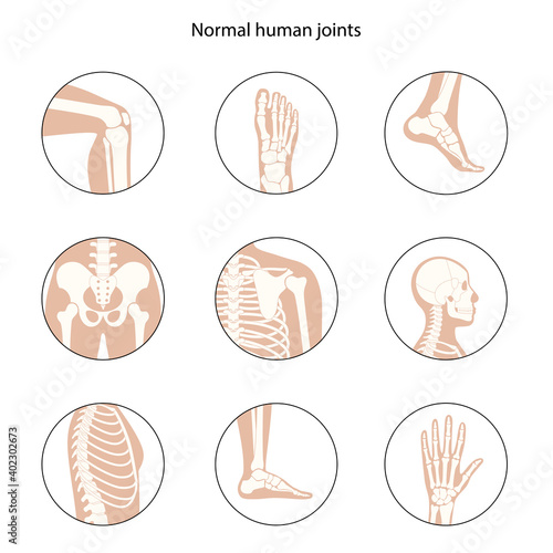 Human bones concept