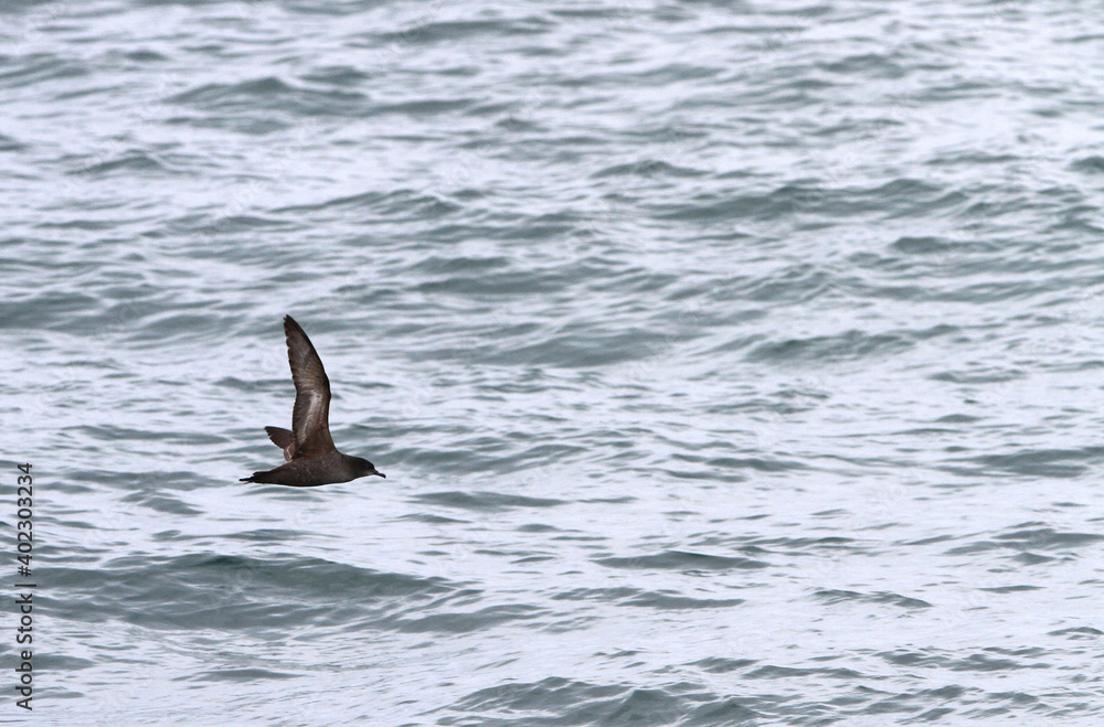 Short-tailed Shearwater, Ardenna tenuirostris