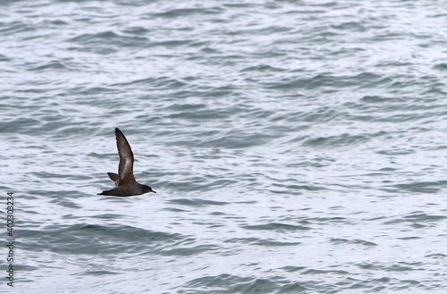 Obraz na płótnie Short-tailed Shearwater, Ardenna tenuirostris w salonie