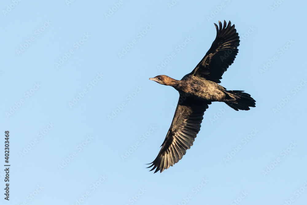 Fototapeta premium Dwergaalscholver, Pygmy Cormorant, Phalacrocorax pygmeus