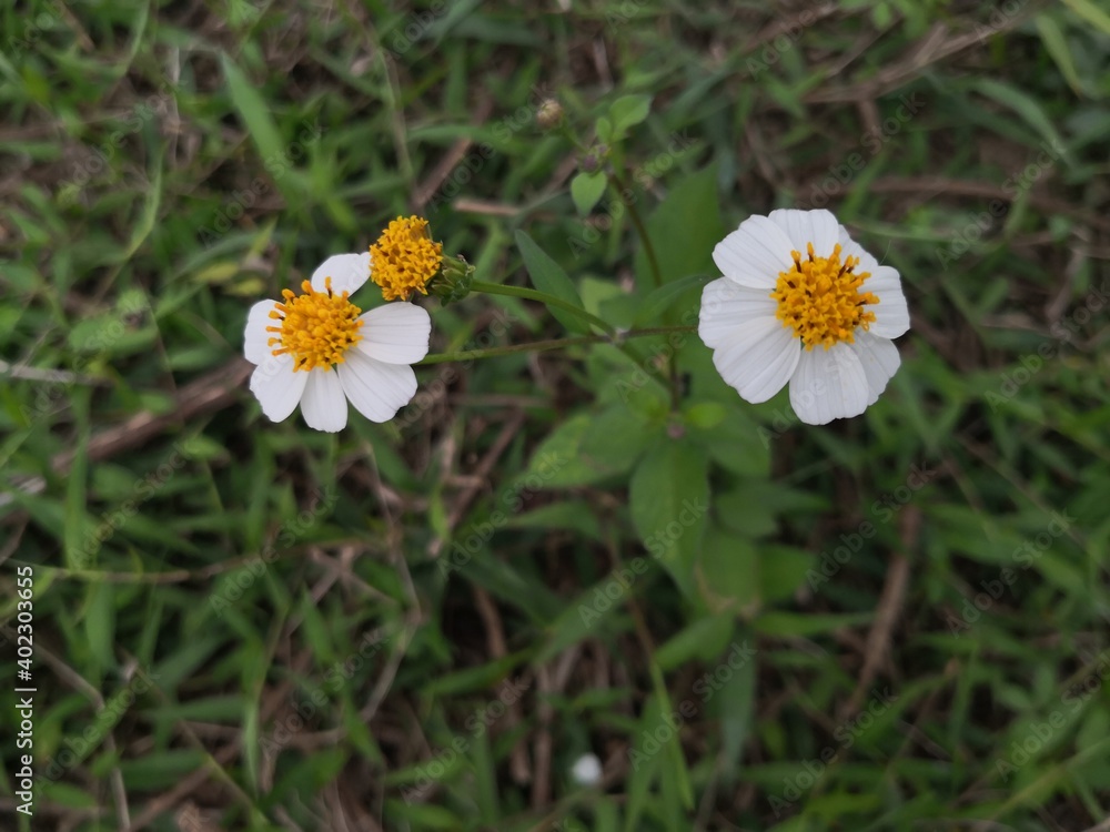 beautiful white bidens pilosa flowers blooming in garden beautiful white bidens pilosa flowers blooming in garden