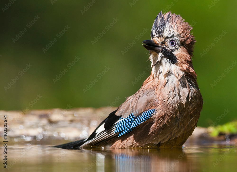Naklejka premium Eurasian Jay, Garrulus glandarius