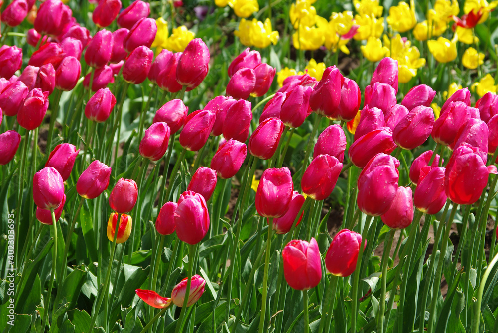 beautiful red and yellow tulips in spring time beautiful red and yellow tulips in spring time