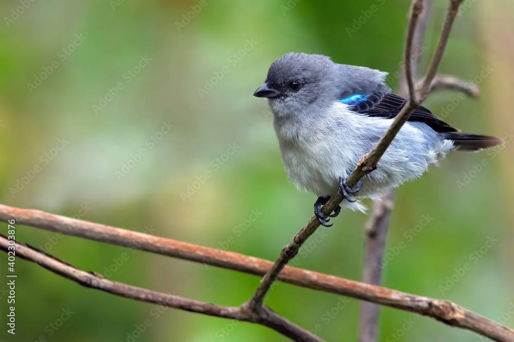 Fototapeta premium Plain-colored Tanager, Tangara inornata