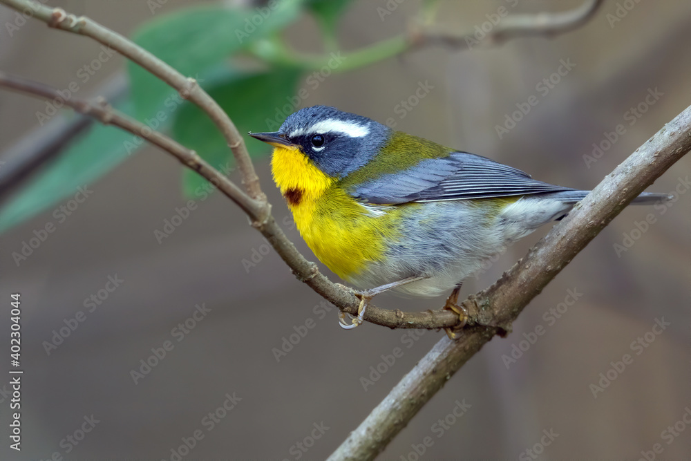Obraz premium Crescent-chested Warbler, Oreothlypis superciliosa