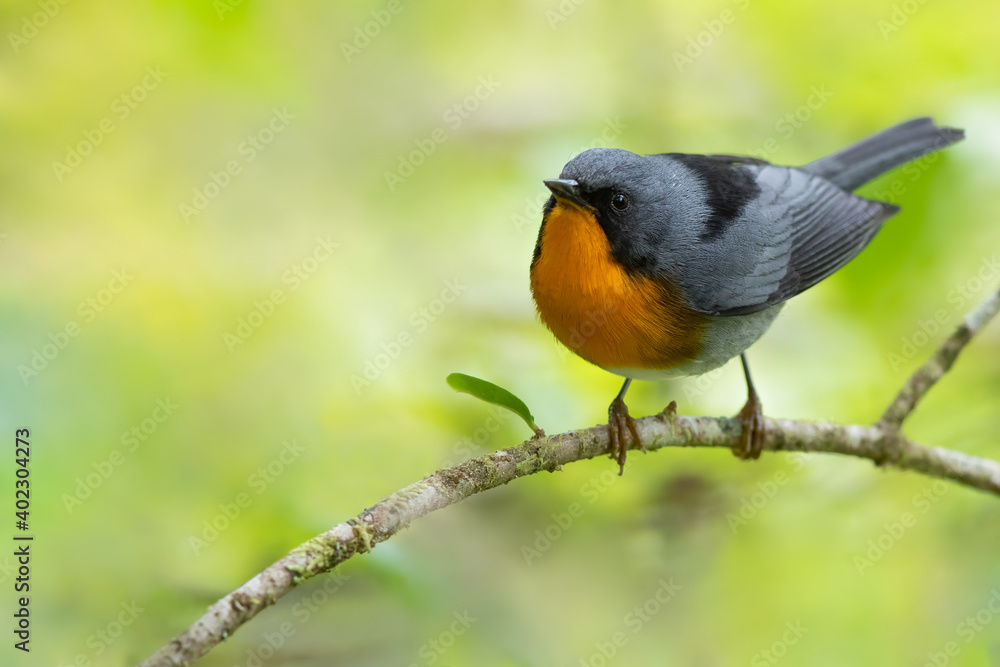 Flame-throated Warbler, Oreothlypis gutturalis Flame-throated Warbler, Oreothlypis gutturalis