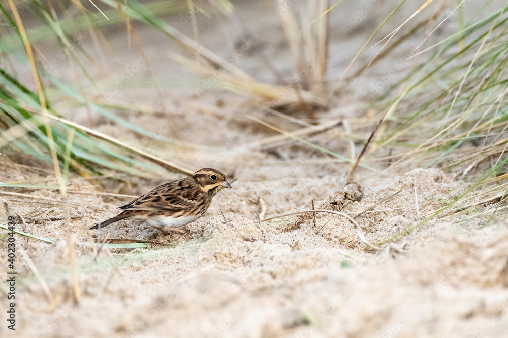 Rustic Bunting, Emberiza rustica Rustic Bunting, Emberiza rustica