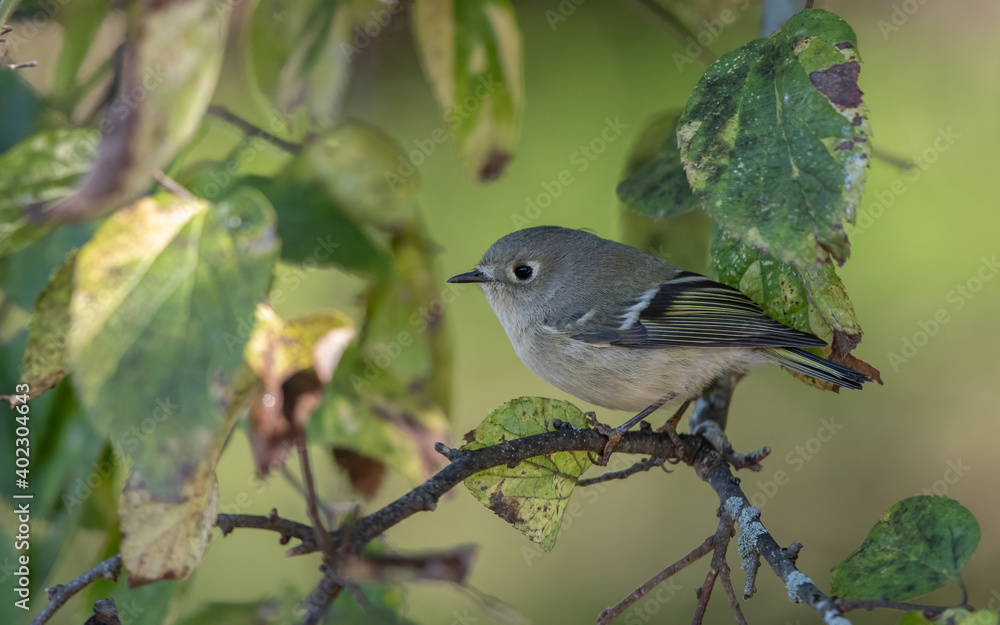 Ruby-crowned Kinglet, Regulus calendula Ruby-crowned Kinglet, Regulus calendula