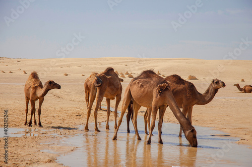Camels in Sahara desert drink water from puddle
