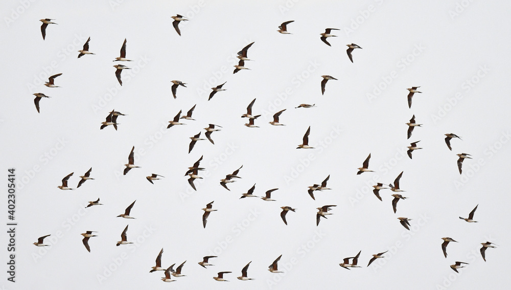 Collared Pratincole, Glareola pratincola Collared Pratincole, Glareola pratincola