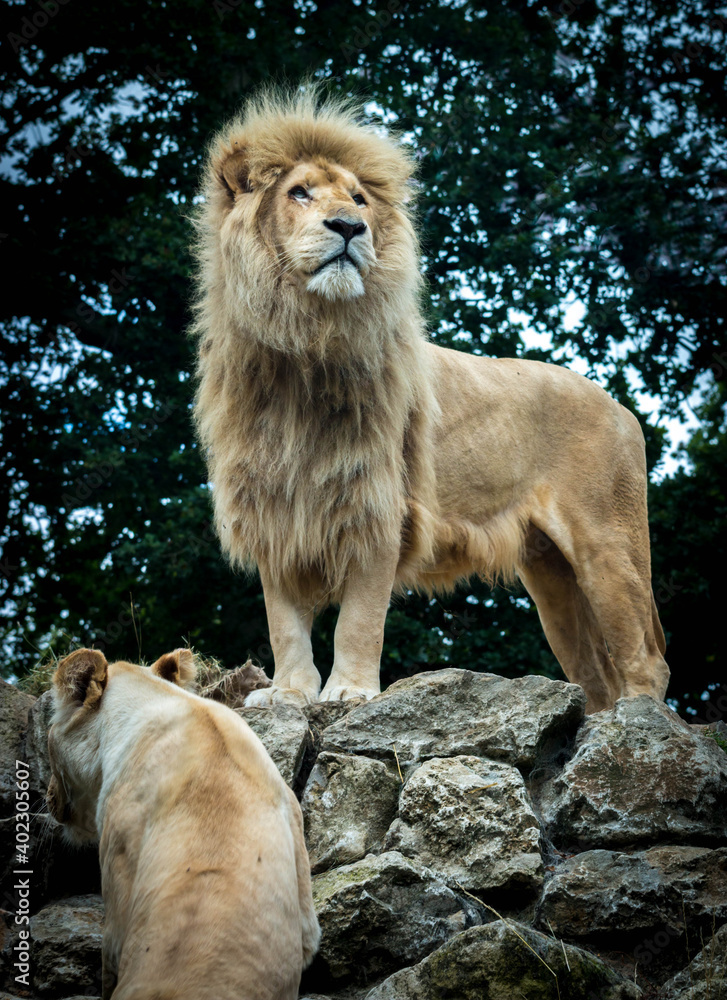 Naklejka premium Lion on the lookout