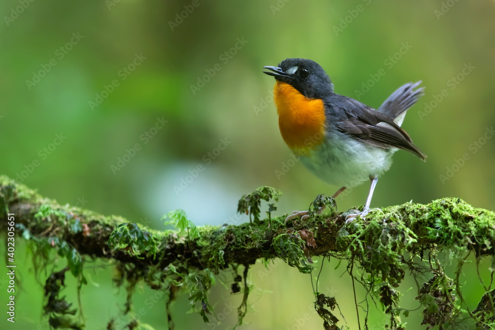 Orange-breasted Forest Robin, Stiphrornis erythrothorax gabonensis Orange-breasted Forest Robin, Stiphrornis erythrothorax gabonensis