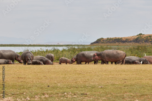 A group of hippos out of the water