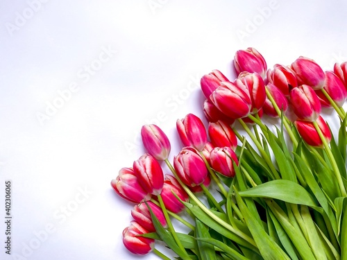 Fototapeta Naklejka Na Ścianę i Meble -  Bouquet of pink tulips isolated on white background.  Festive background.  Copy space, flat lay.  Background for Valentine's Day, March 8, Mother's Day.