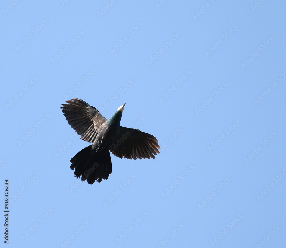 White-faced Cuckoo-Dove, Turacoena manadensis White-faced Cuckoo-Dove, Turacoena manadensis