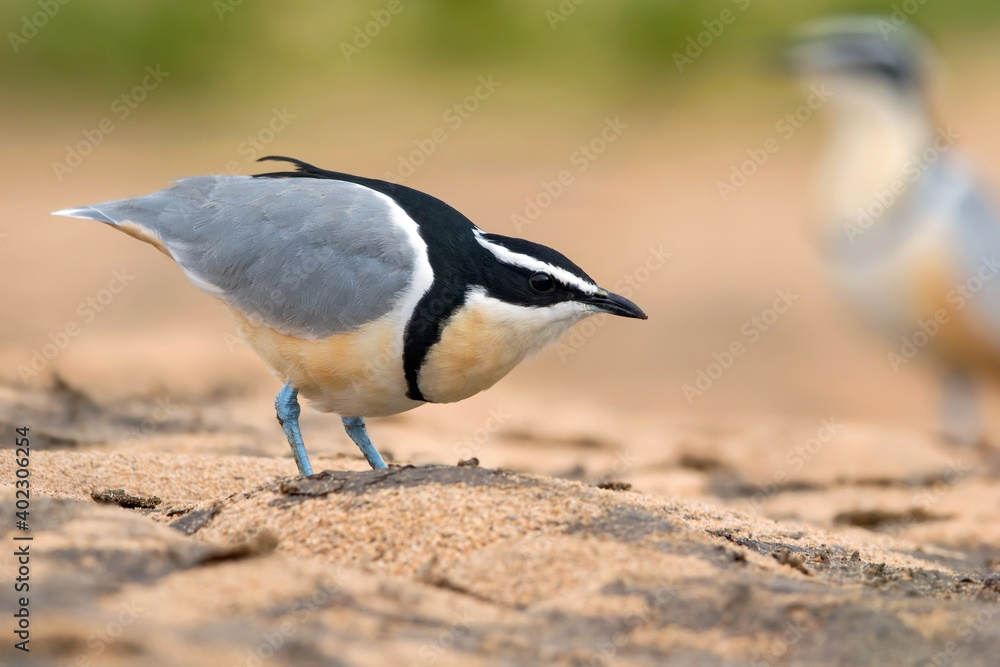 Egyptian Plover, Pluvianus aegyptius Egyptian Plover, Pluvianus aegyptius
