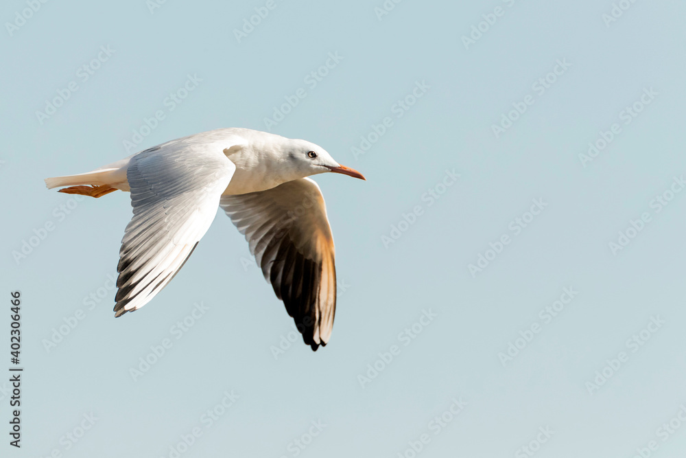 Dunbekmeeuw, Slender-billed Gull, Chroicocephalus genei