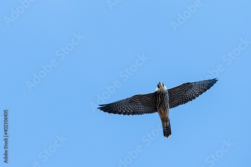 Eurasian Hobby  Falco subbuteo