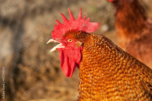 Portrait of a red rooster with an open beak.