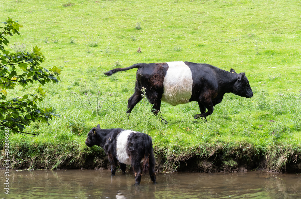 British black and white cows in river and filed British black and white cows in river and filed