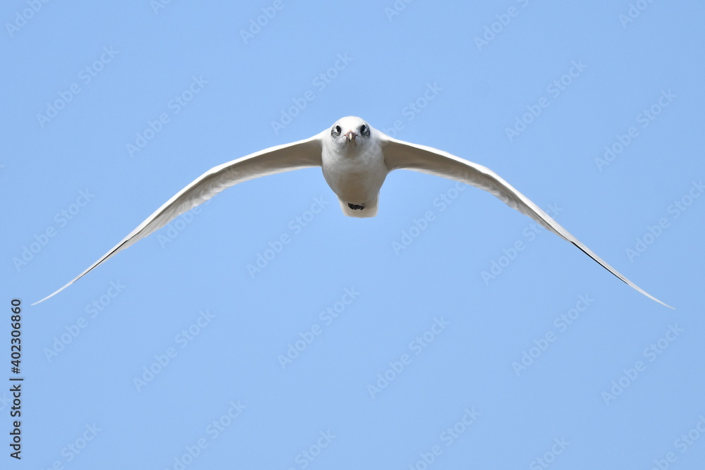 Mediterranean Gull, Ichthyaetus melanocephalus Mediterranean Gull, Ichthyaetus melanocephalus