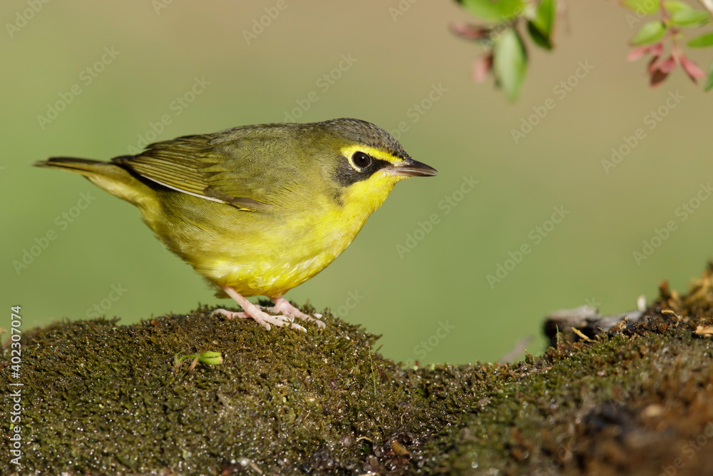 Kentucky Warbler, Geothlypis formosa