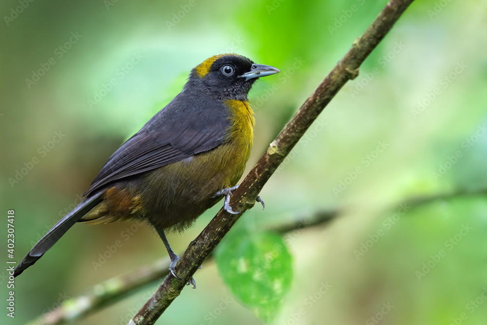 Dusky-faced Tanager, Mitrospingus cassinii Dusky-faced Tanager, Mitrospingus cassinii