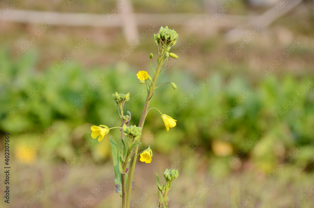 the yellow ripe green mustered plant in the farm. the yellow ripe green mustered plant in the farm.