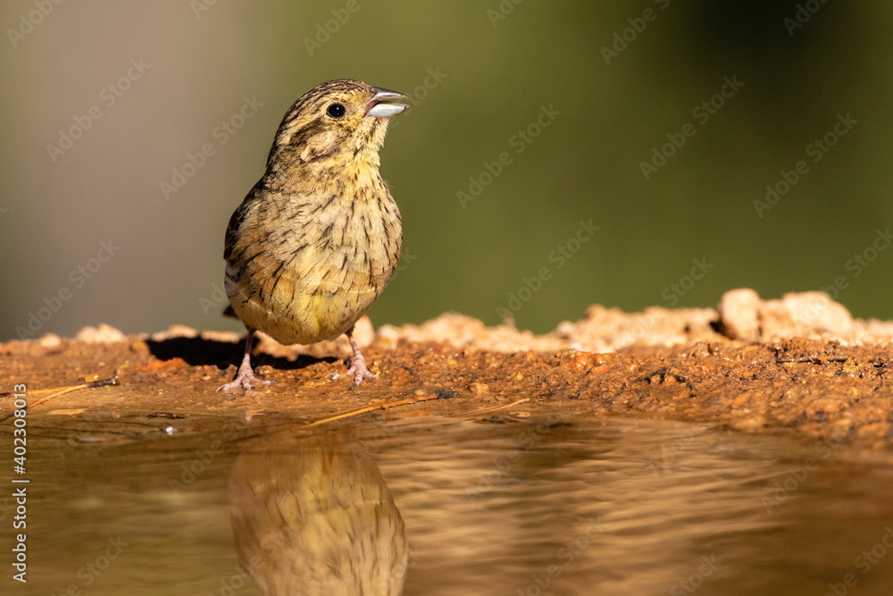 Cirl Bunting, Emberiza cirlus Cirl Bunting, Emberiza cirlus