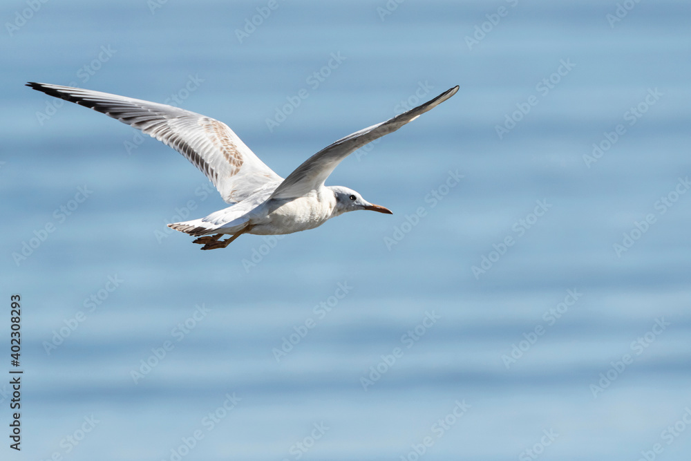 Dunbekmeeuw, Slender-billed Gull, Chroicocephalus genei