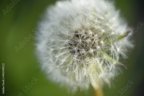 dandelion head