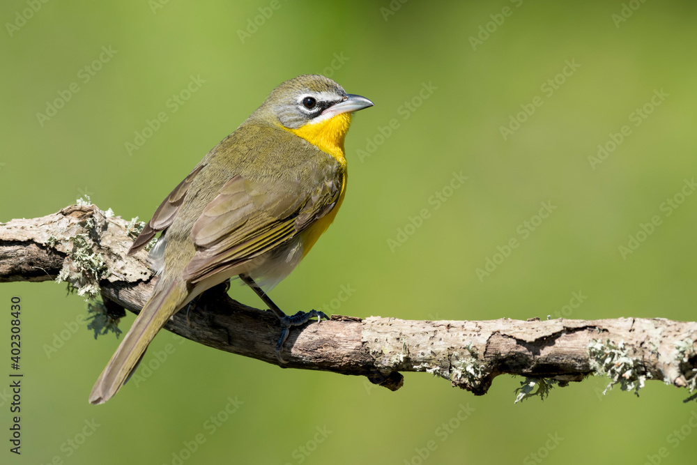 Fototapeta premium Yellow-breasted Chat, Icteria virens