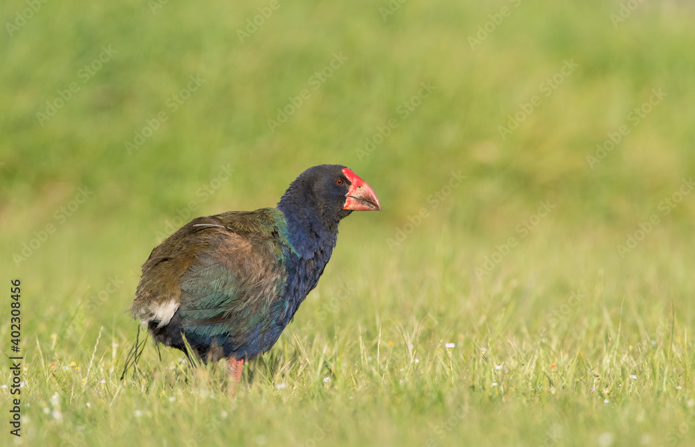 South Island Takahe, Porphyrio hochstetteri South Island Takahe, Porphyrio hochstetteri