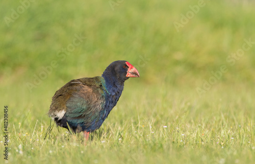 South Island Takahe, Porphyrio hochstetteri