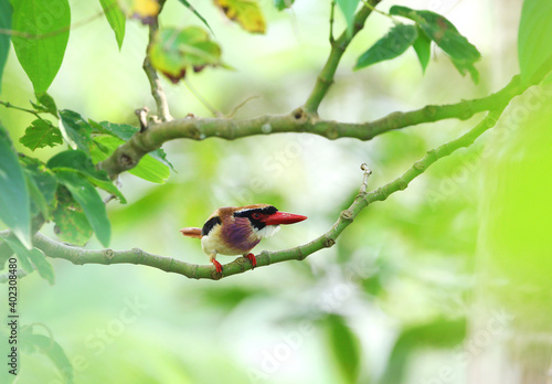 Sangihe Lilac Kingfisher, Cittura cyanotis sanghirensis photo