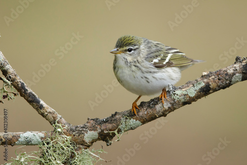 Blackpoll Warbler, Setophaga striata photo