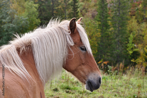 A beautiful Norwegian Fjord horse.